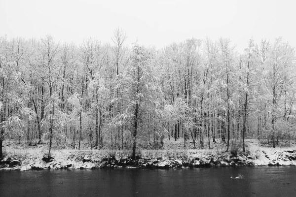 Ağaçlar Siyah Beyaz Çek Cumhuriyeti Moravka Nehri Kıyısında Karla Kaplı — Stok fotoğraf