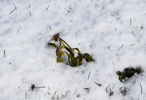 Een Takje Van Maretak Gedaald Sneeuw — Stockfoto