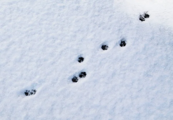 Lijn Van Voetafdrukken Van Een Kat Sneeuw — Stockfoto