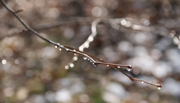 Блискучі Краплі Води Залишки Танення Снігу Гілках — стокове фото