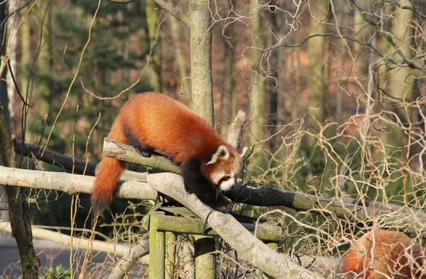 cute fluffy red panda climbing in the branches
