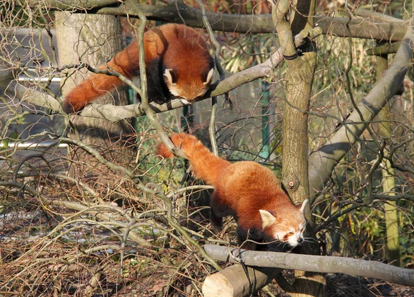 two cute red pandas climbing together in the branches