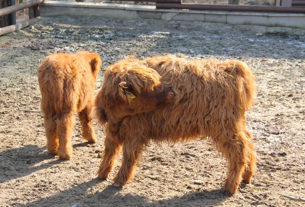 Bezerros Shaggy Bonitos Raça Gado Highland — Fotografia de Stock