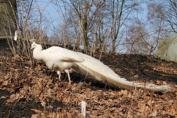 Paon Blanc Mâle Avec Longue Queue Marchant Parmi Les Feuilles — Photo