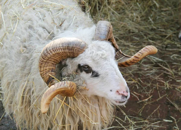 Portrait Gros Mouton Mâle Avec Grandes Cornes Tordues — Photo