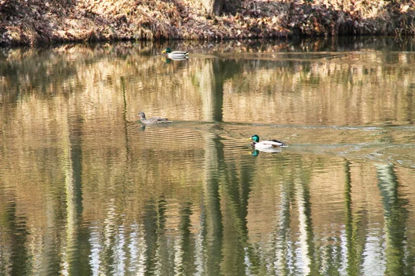 Plavání Jezeře Odrazy Stromů Podzim Několik Kachna Divoká — Stock fotografie