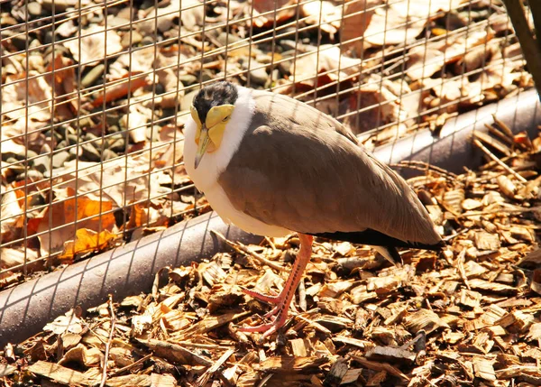 Maskeli Kız Kuşu Vanellus Mil Büyük Kuş Kafesi Içinde — Stok fotoğraf