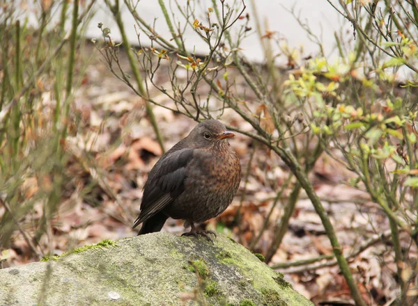 Blackbird Женщина Стоит Камне Среди Кустов Осенью — стоковое фото