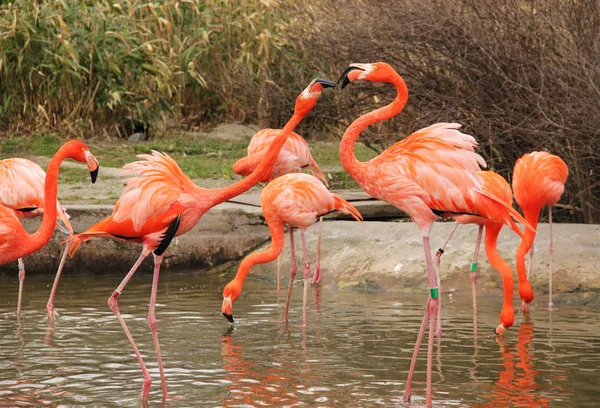 Flamingos Coloridos Brilhantes Discutindo Lutando Uns Com Outros — Fotografia de Stock