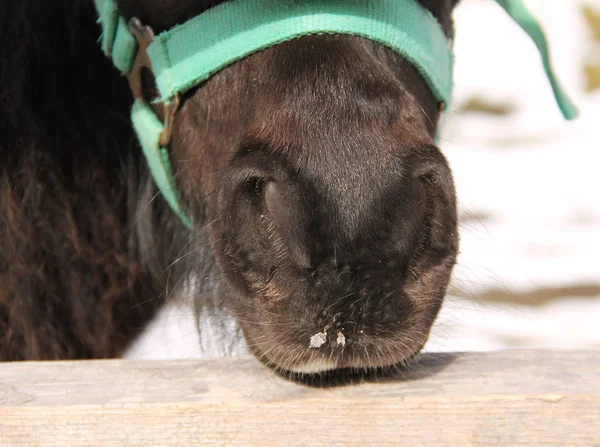 close photo of a nose of a pony horse