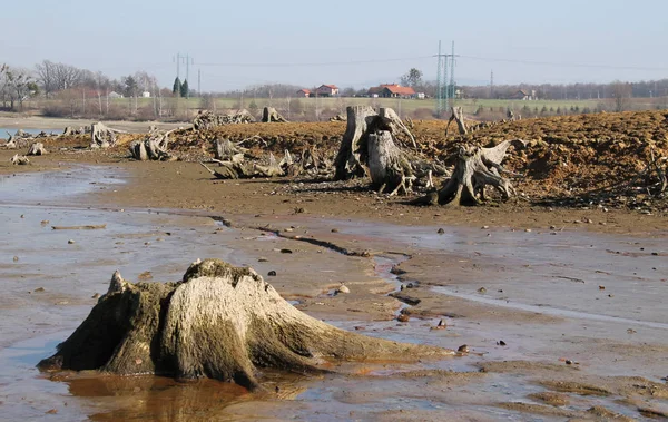 乾燥池の底に根が見える枯れ木の切り株 — ストック写真