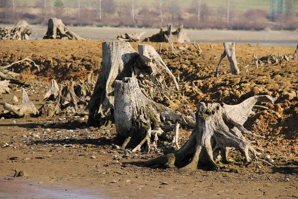 乾燥池の底に根が見える枯れ木の切り株 — ストック写真