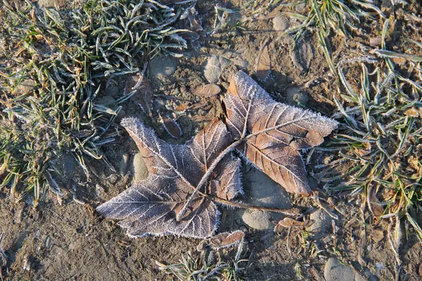 Hoarfrost Ile Kapalı Düşmüş Akçaağaç Yaprakları — Stok fotoğraf