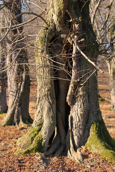 old tree with hole in the trunk and moss on its bark in autumn