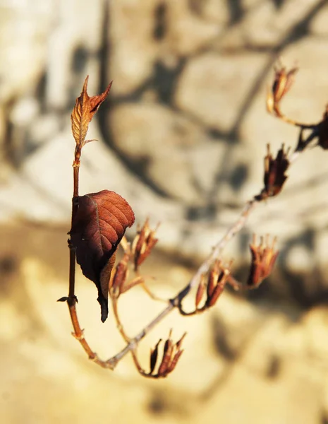 Chiudere Foto Ramoscello Con Foglie Sear Autunno — Foto Stock