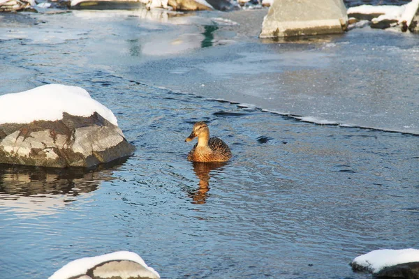 Mallard Duck Vrouwelijke Zwemmen Deels Bevroren Rivier — Stockfoto