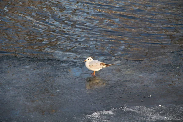 Zeemeeuw Met Rust Aan Rand Van Het Ijs Winter — Stockfoto