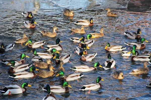 Troupeau Nombreux Canards Colverts Dans Eau — Photo