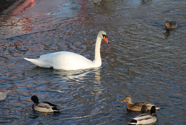 One White Swan Some Mallard Ducks Swimming Water — Stock Photo, Image