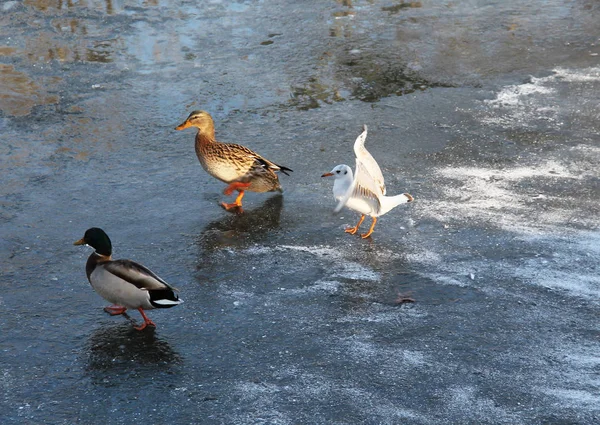 Seagull Enkele Mallard Eenden Het Ijs Winter — Stockfoto