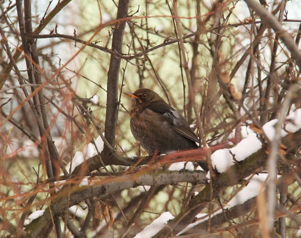 Blackbird Női Télen Csupasz Bush — Stock Fotó