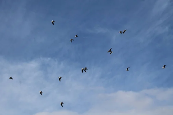 空を飛ぶカモメの群れ — ストック写真