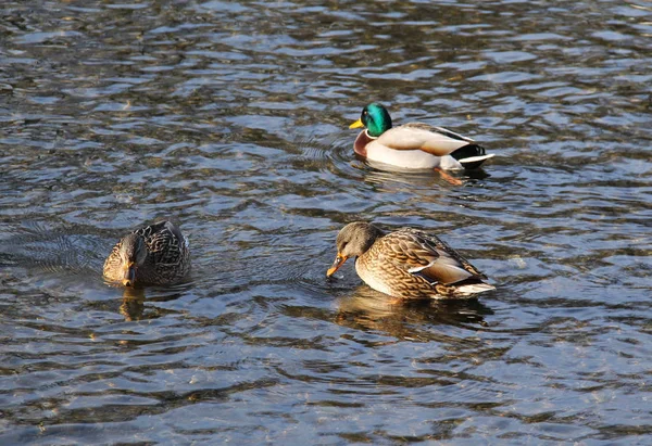 Mehrere Stockenten Flachen Fluss — Stockfoto