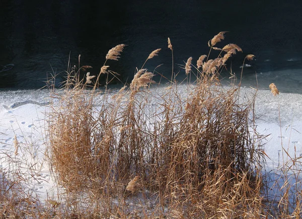 Сухая Трава Реке Частично Покрытая Льдом Зимой — стоковое фото