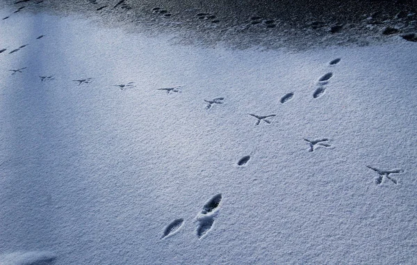 サギと氷の上のウサギの足跡が雪で覆われて — ストック写真