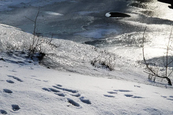 Παγωμένος Ποταμός Και Τράπεζα Που Καλύπτεται Χιόνι Κάποια Ίχνη Των — Φωτογραφία Αρχείου