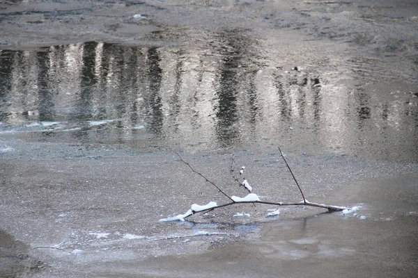 Ramo Uma Árvore Que Encontra Gelo Rio Parcialmente Congelado Com — Fotografia de Stock