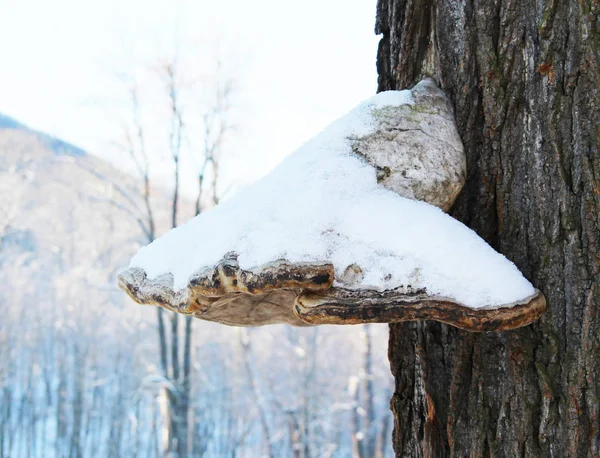 big tinder fungus with a snow cap in winter