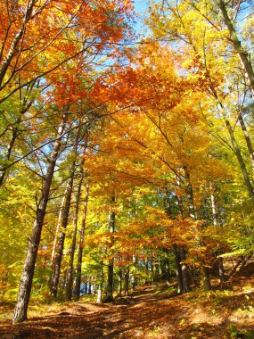 Güneşli sonbahar turuncu ve sarı renkli yaprakları ile ormandaki ağaçlar