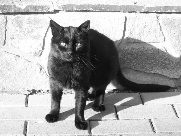 Black White Photo Nice Black Cat — Stock Photo, Image
