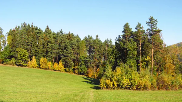 Forêt Avec Grands Conifères Petits Arbres Jaunes Orange Prairie Jour — Photo