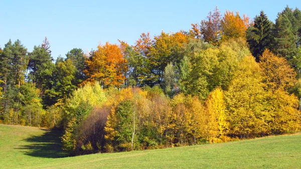 Красочные Леса Желтыми Зелеными Апельсиновыми Деревьями Лугом Солнечный Осенний День — стоковое фото