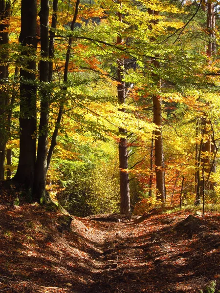 Wald Herbst Mit Grünen Und Gelben Bäumen — Stockfoto