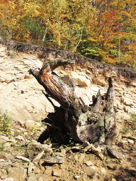 Stump Old Tree Rock Autumn Beskydy Czech Republic — Stock Photo, Image