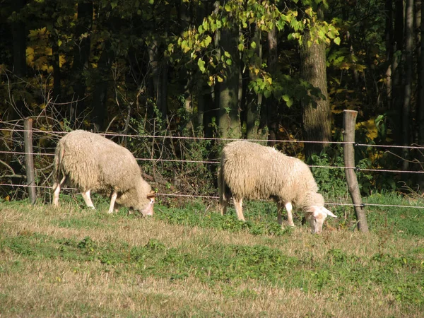 Duas Ovelhas Pastando Juntas Prado — Fotografia de Stock