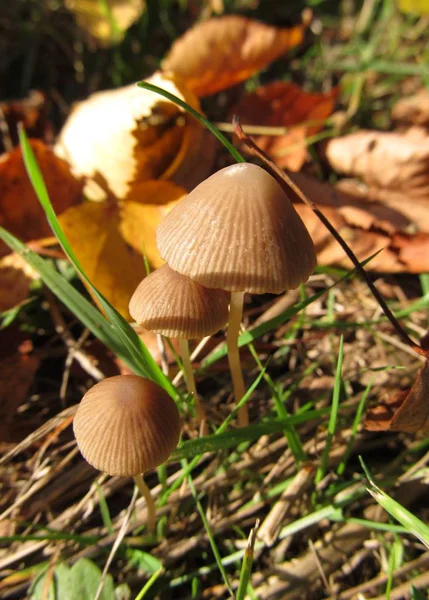 Foto Fechada Três Pequenos Cogumelos Frágeis — Fotografia de Stock