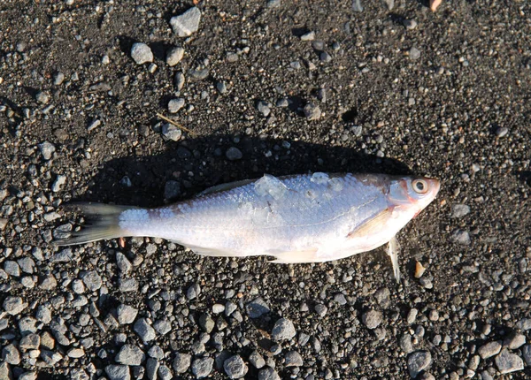 Fische Auf Dem Boden Gefangen — Stockfoto