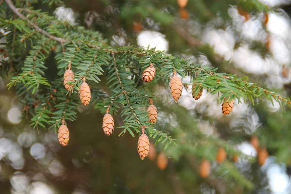 Photo Rapprochée Rameau Sapin Avec Petits Cônes — Photo