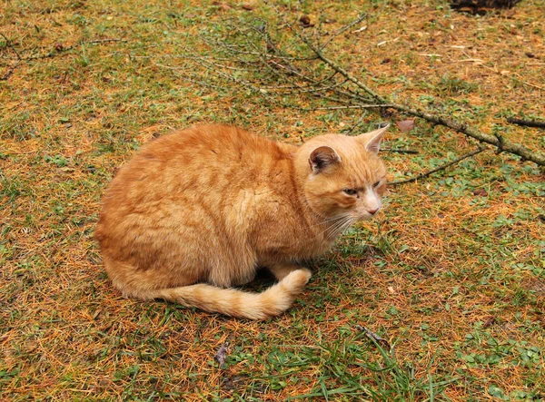 ginger cat on the ground covered with fallen larch needles in autumn