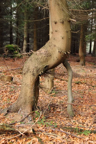 Weird Spruce Crooked Trunk Small Second Support Trunk — Stock Photo, Image