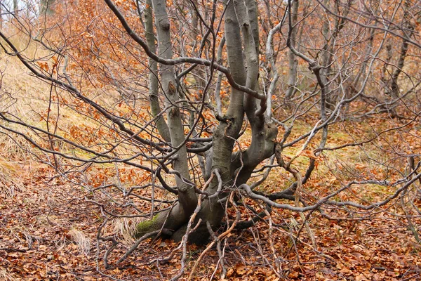 Pequeño Haya Con Ramas Torcidas Bosque Otoñal Las Montañas — Foto de Stock