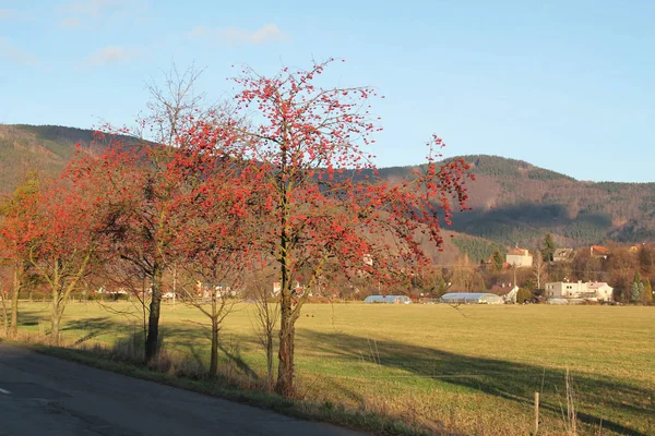 avenue of mountain ashes with red berries along the road in autumn