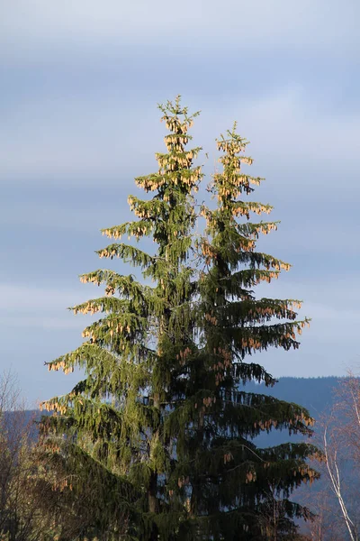 Two Tall Spruces Plenty Nobs — Stock Photo, Image