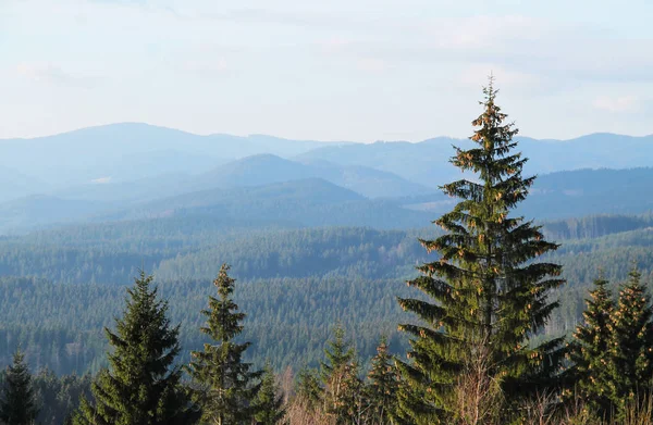 Sparren Met Vele Kegels Panorama Van Beskydy Gebergte Achter Hen — Stockfoto