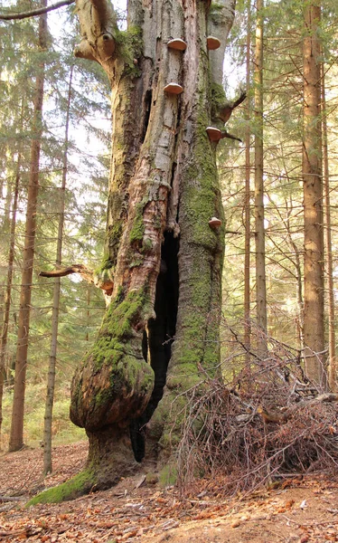 Árvore Velha Com Buraco Tronco Musgo Sua Casca — Fotografia de Stock
