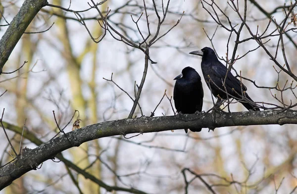 Twee Torens Zitten Aan Tak Van Een Boom — Stockfoto